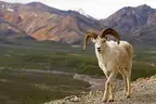 Denali National Park