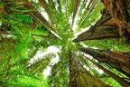 Redwood National Park