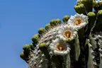 Saguaro National Park